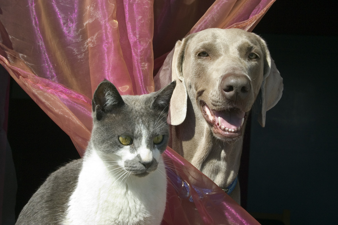 Close up of a dog and a cat